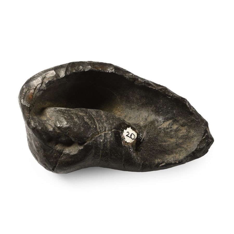 Fossil Whale Ear Bone