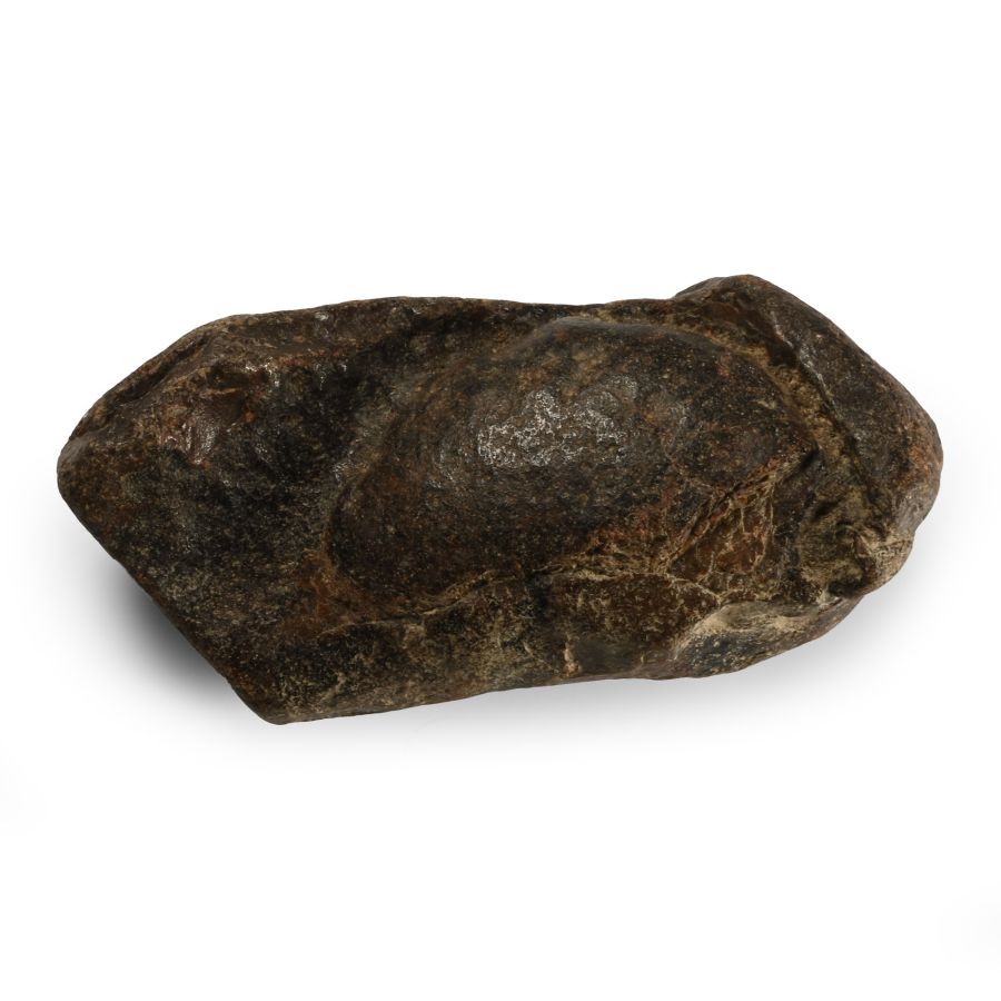Fossil Whale Ear Bone