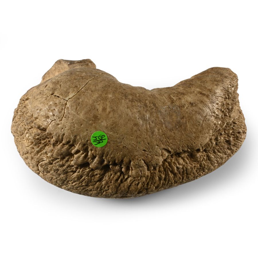 Fossil Whale Ear Bone