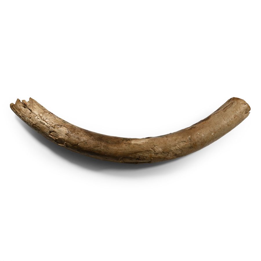 Fossil Adult Woolly Mammoth Tusk Section