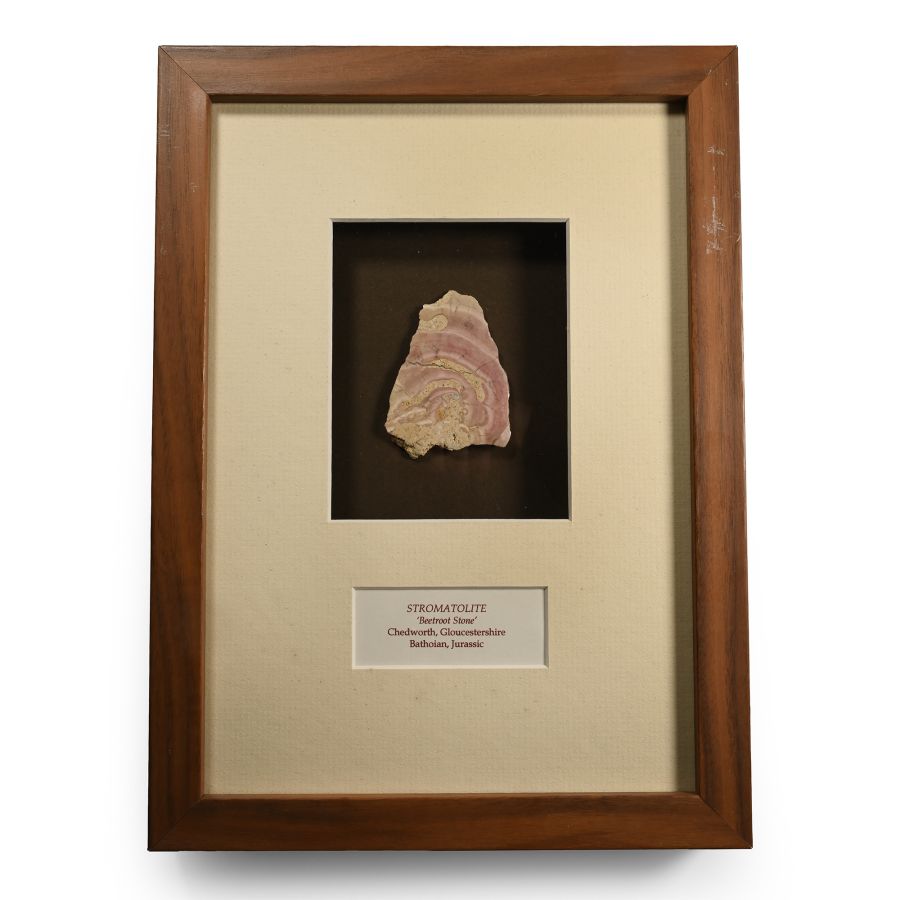 Framed Cut and Polished Stromatolite 'Beetroot Stone' Specimen