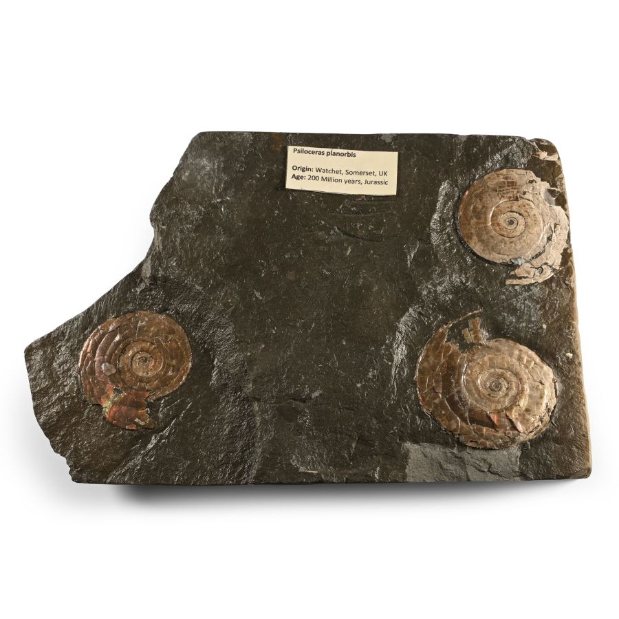 Fossil Psiloceras Ammonites in Matrix