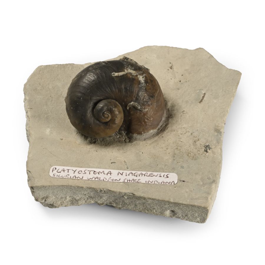 Fossil Platyostoma Gastropod on Matrix