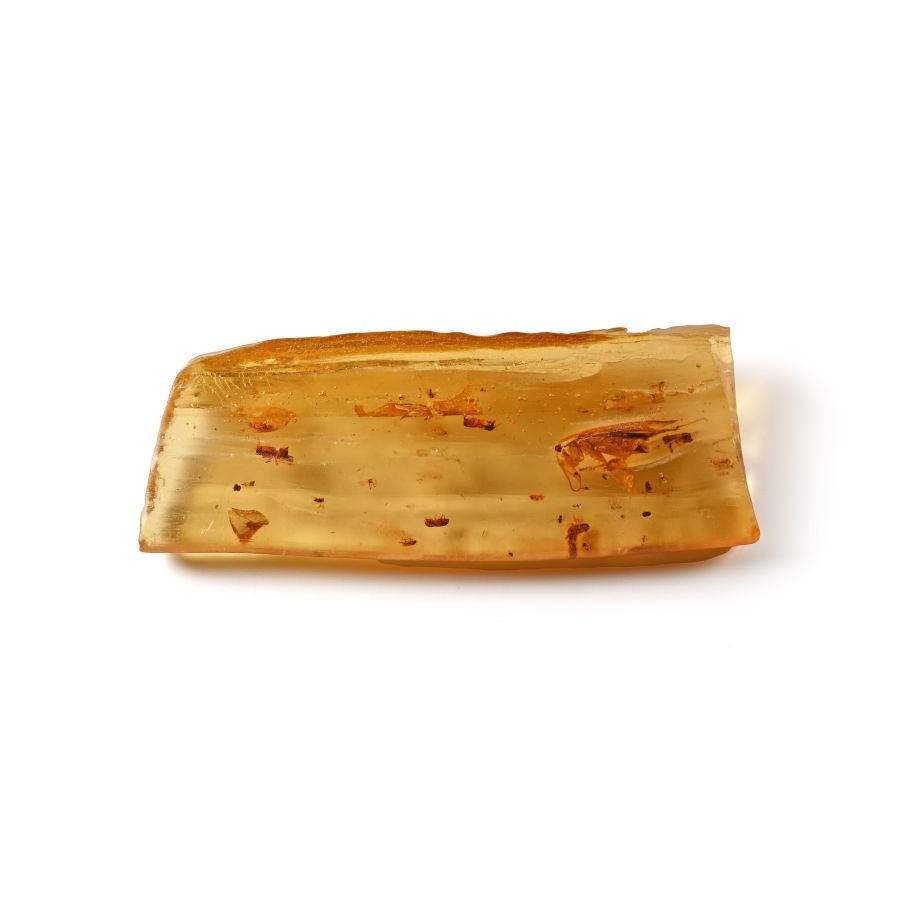 Polished Copal Specimen with a Large Fly and Termites