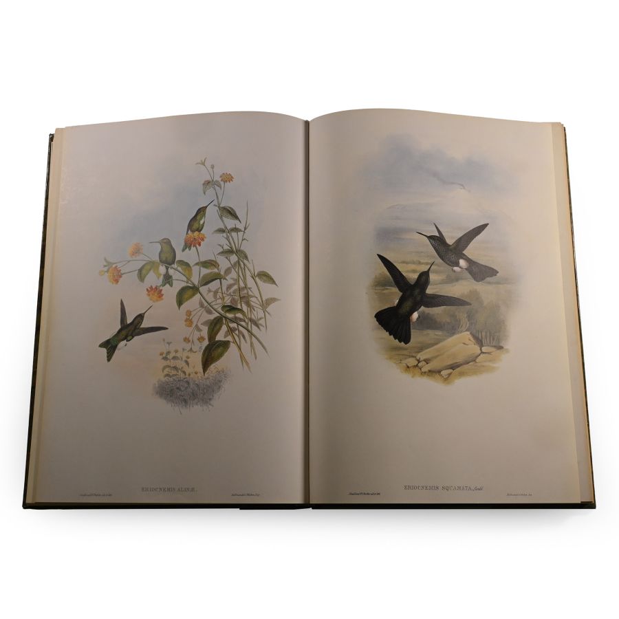 John Gould's Hummingbirds