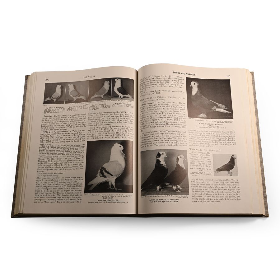 Book - The Pigeon