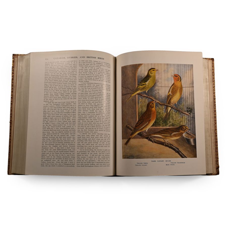 Canaries, Hybrids & British Birds in Cage and Aviary