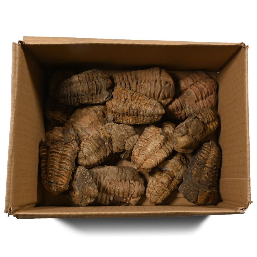 Fossil Flexicalymene Trilobite Group