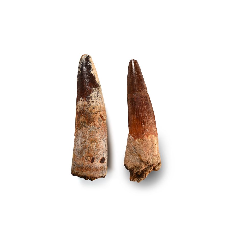 Large Spinosaurus Fossil Dinosaur Tooth Group