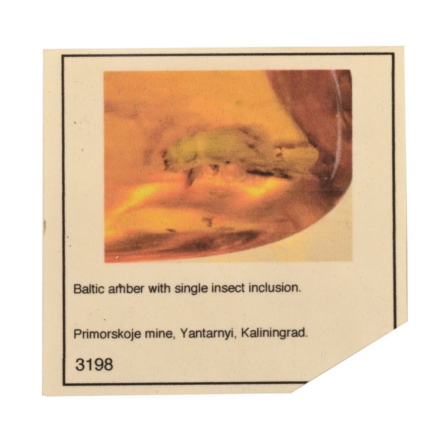 Polished Baltic Amber with Insect Inclusion