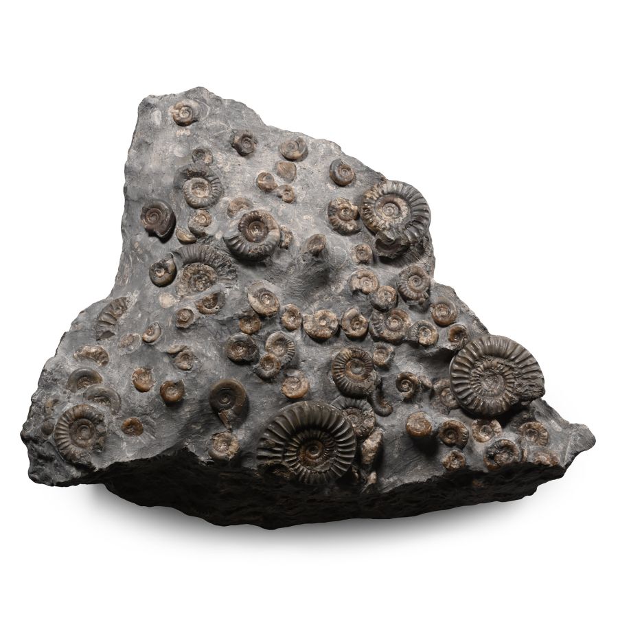 Fossil Ammonite Cluster on Matrix