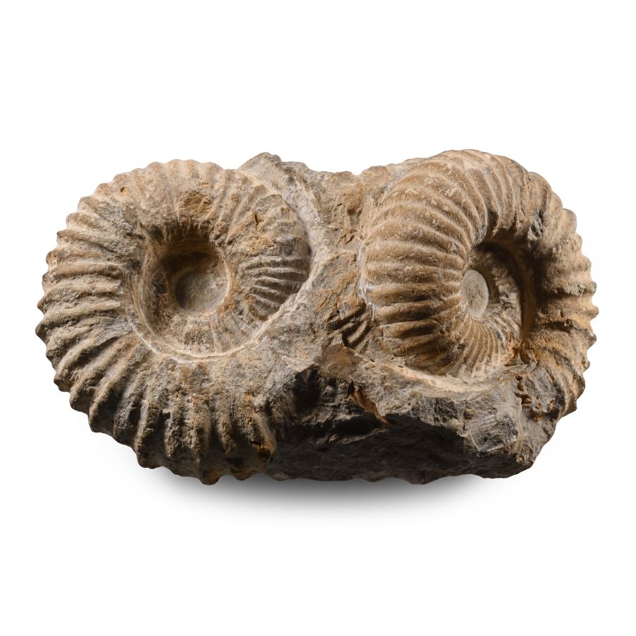 Double Agadir Fossil Ammonite