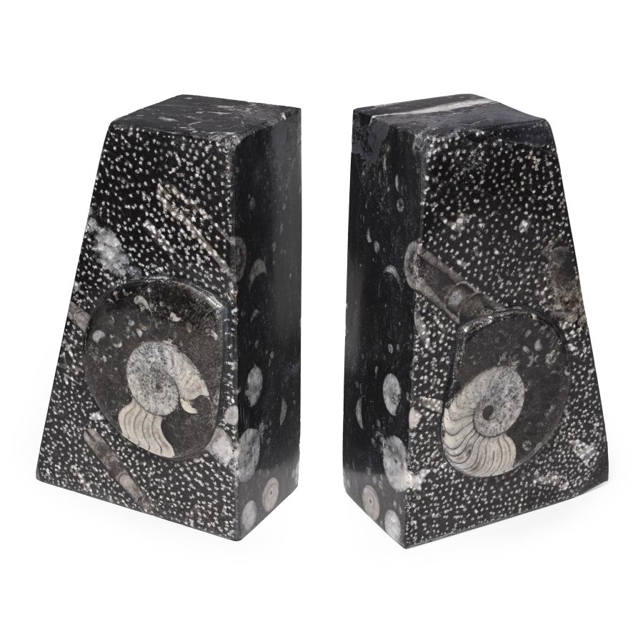 Polished Fossil Goniatite Ammonite Bookend Pair