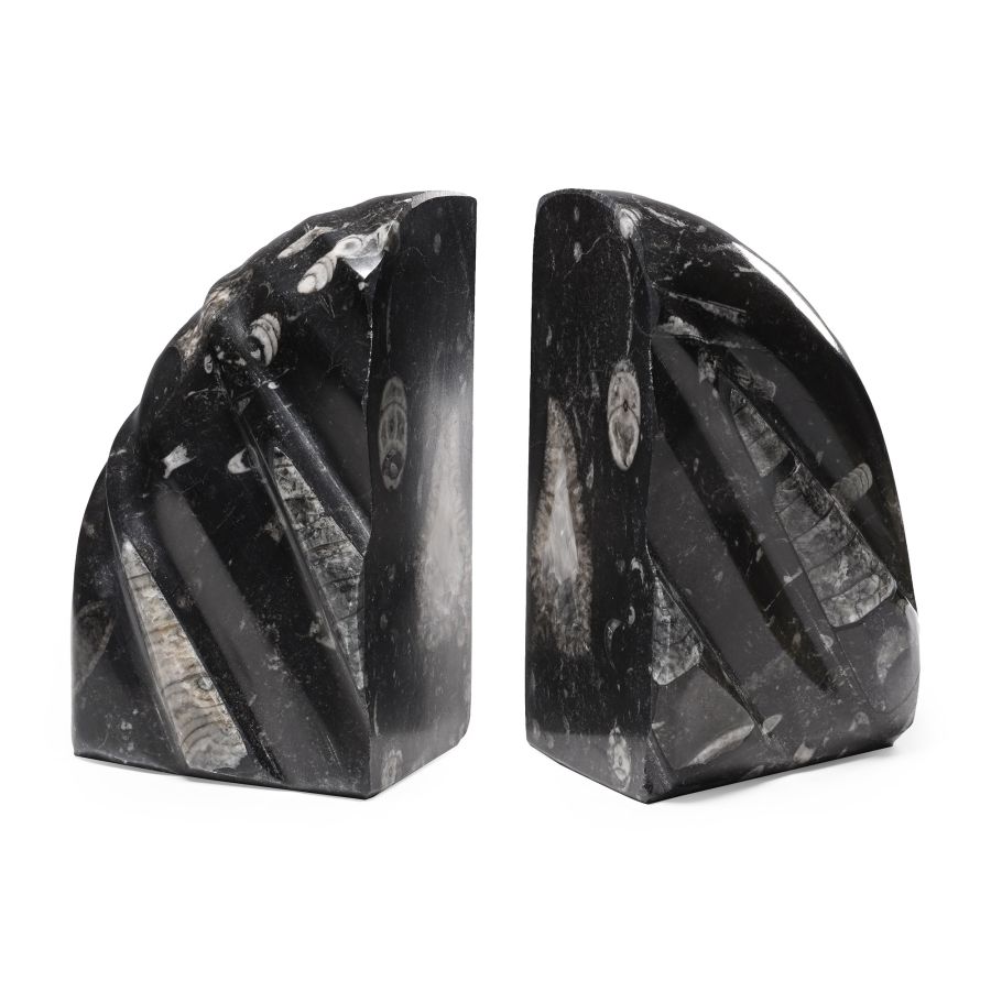 Polished Fossil Orthoceras Bookend Pair
