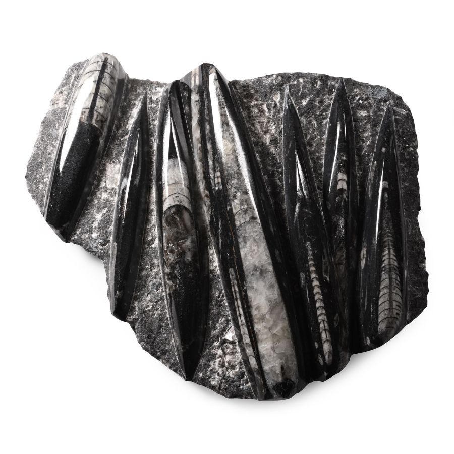 Polished Fossil Orthoceras Plate