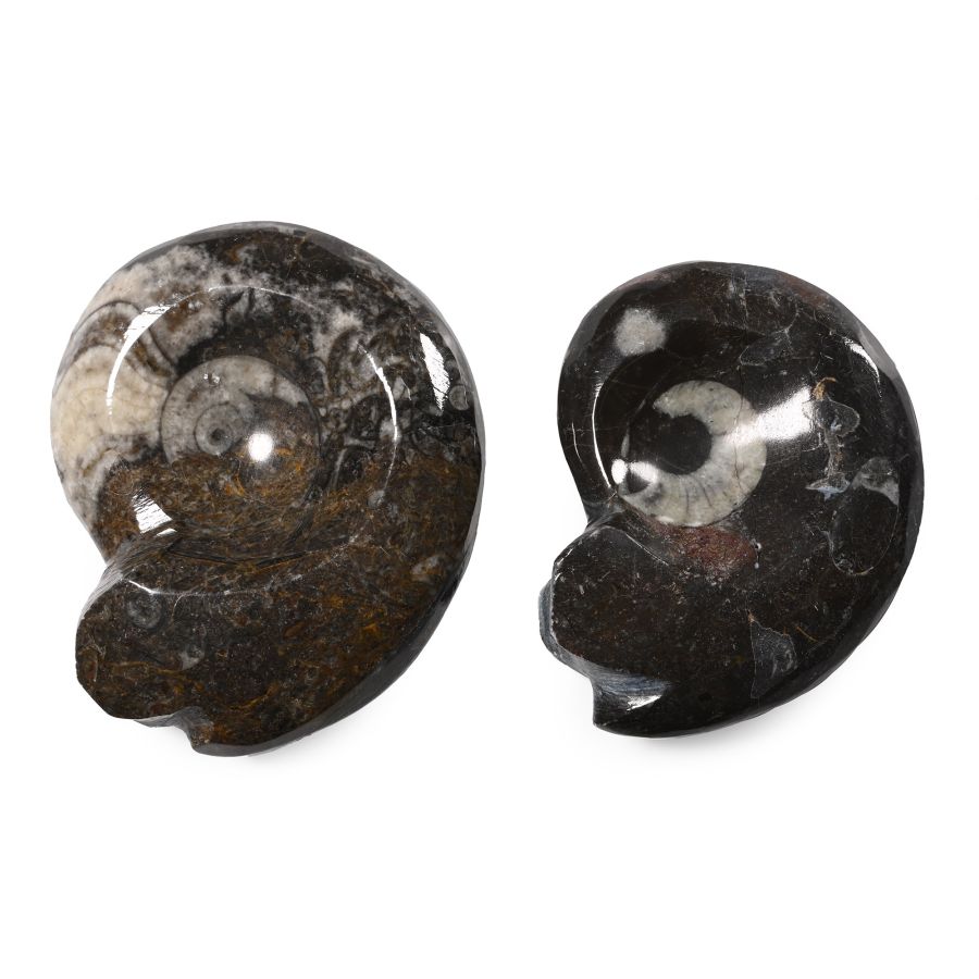 Polished Fossil Goniatite Pair