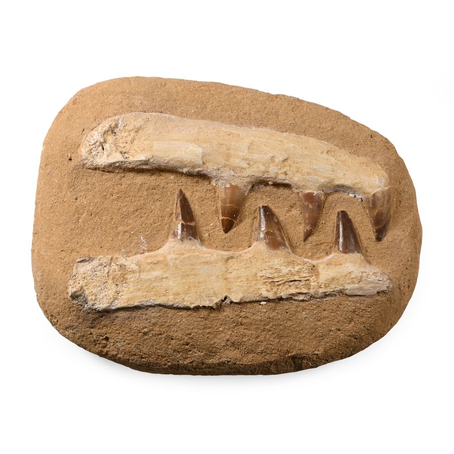 Composite Mosasaur 'Marine Dinosaur' Tooth Matrix