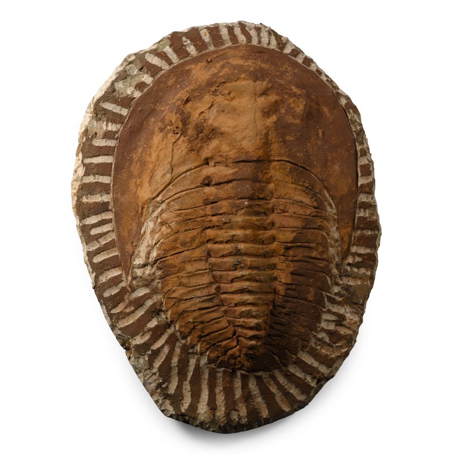 Fossil Cambropallas Trilobite Plate