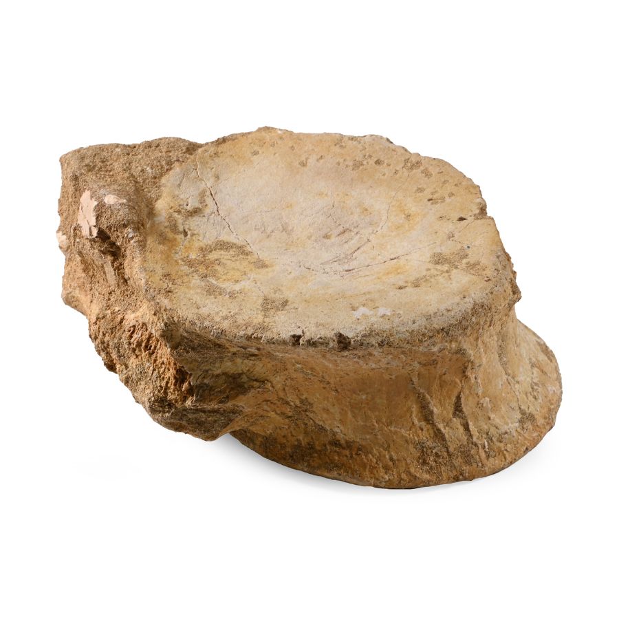 Fossil Plesiosaur Vertebra
