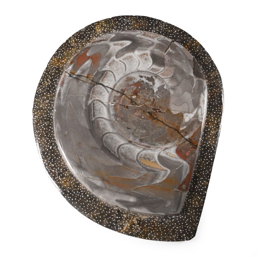 Polished Fossil Goniatite Plate