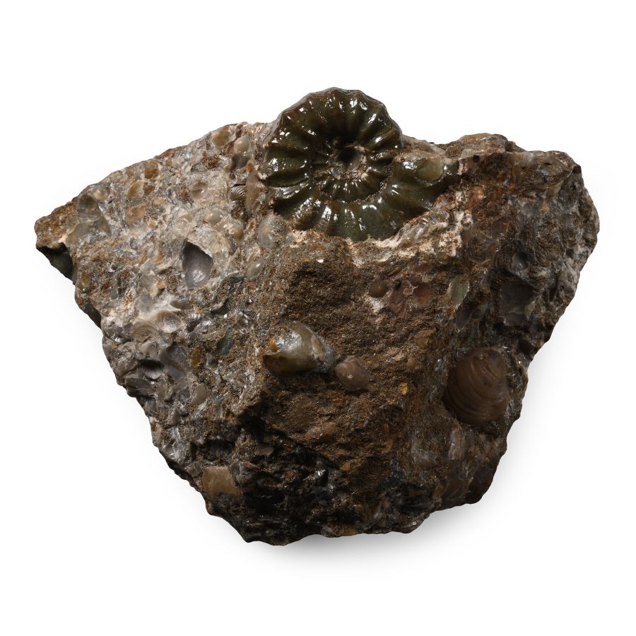 Androgynoceras Maculatum Fossil Ammonite