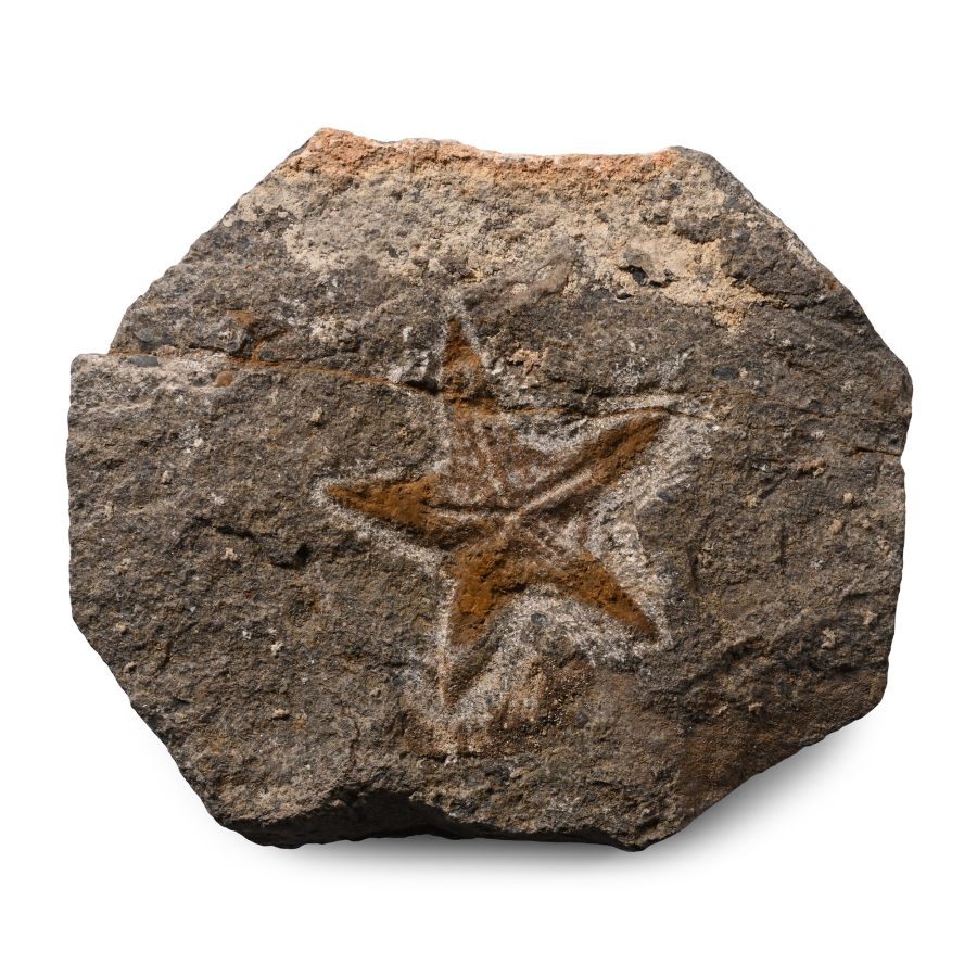 Fossil Petraster Starfish