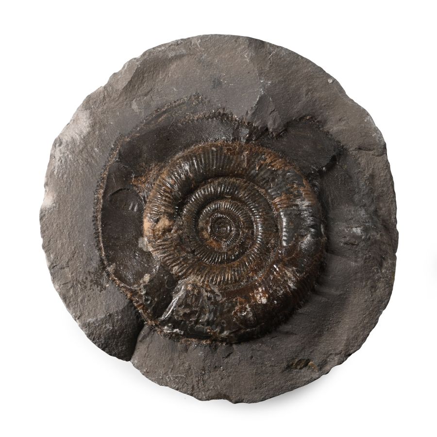Whitby Dactylioceras Fossil Ammonite
