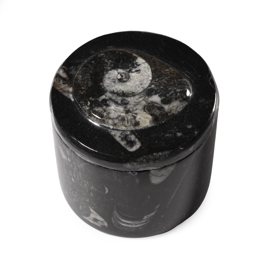 Polished Fossil Goniatite Pot
