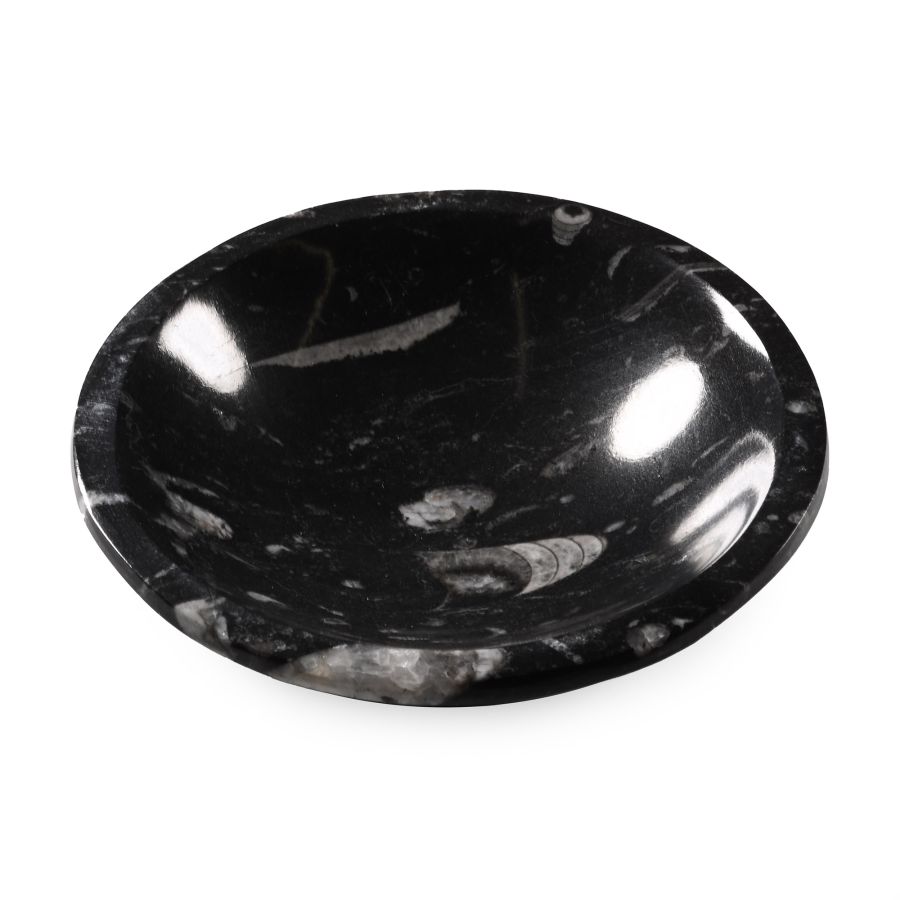 Polished Fossil Orthoceras Bowl