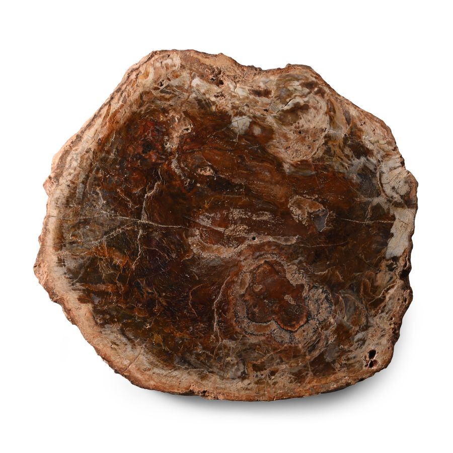 Polished Fossil Wood Trunk Slice