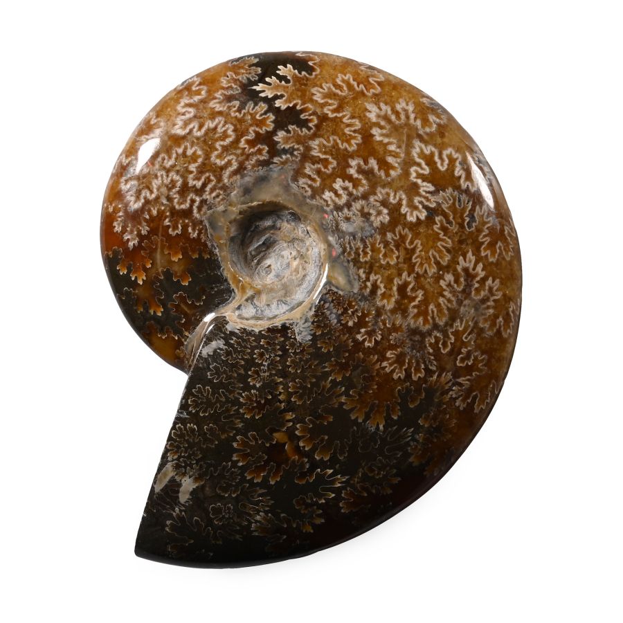 Polished Fossil Cleoniceras Ammonite
