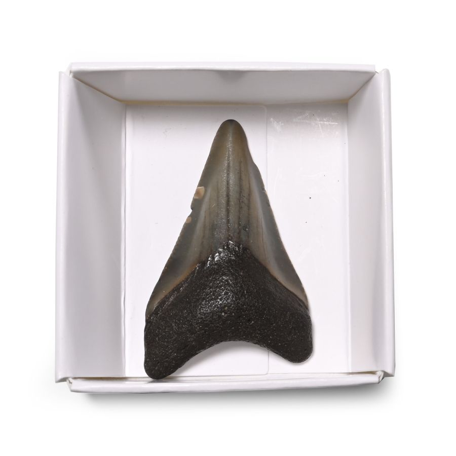 Fossil Megalodon Extinct Giant Shark's Tooth