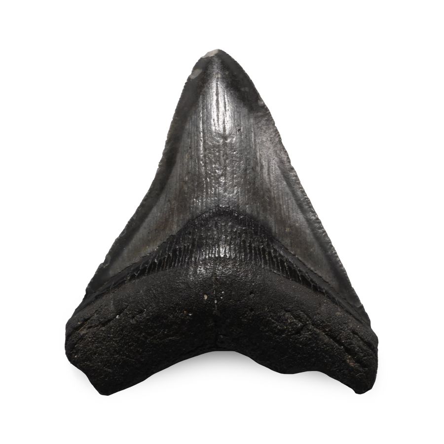Fossil Megalodon Extinct Giant Shark's Tooth