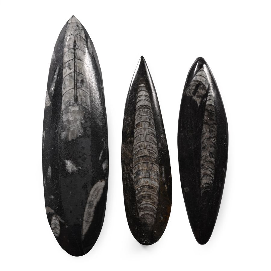 Polished Fossil Orthoceras Group