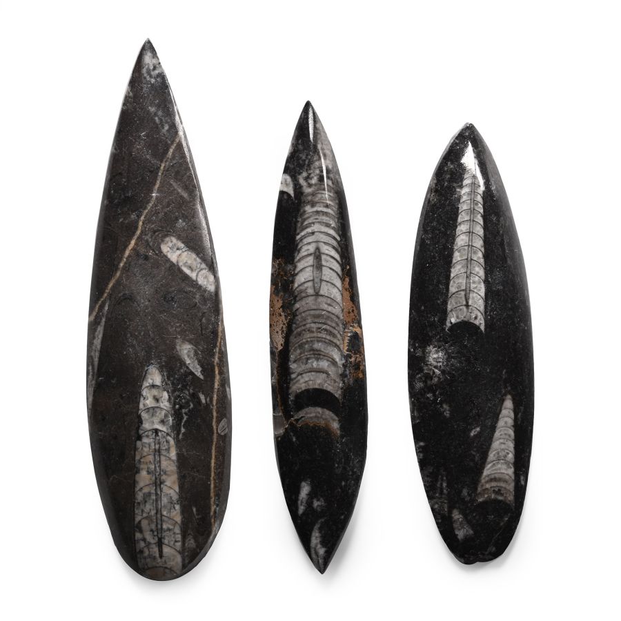 Polished Fossil Orthoceras Group