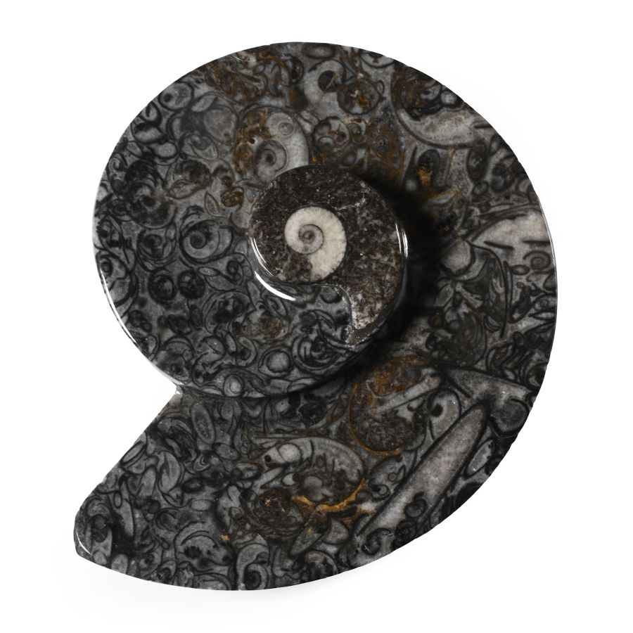 Polished Fossil Goniatite Dish