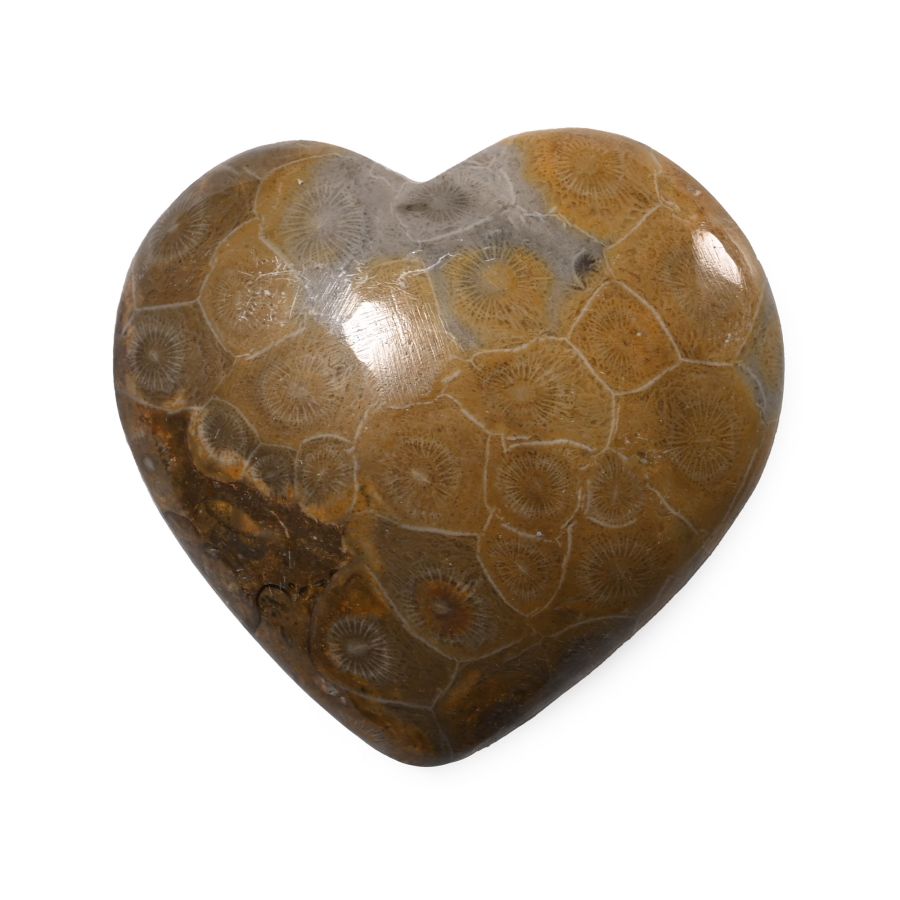 Polished Fossil Coral Head Heart