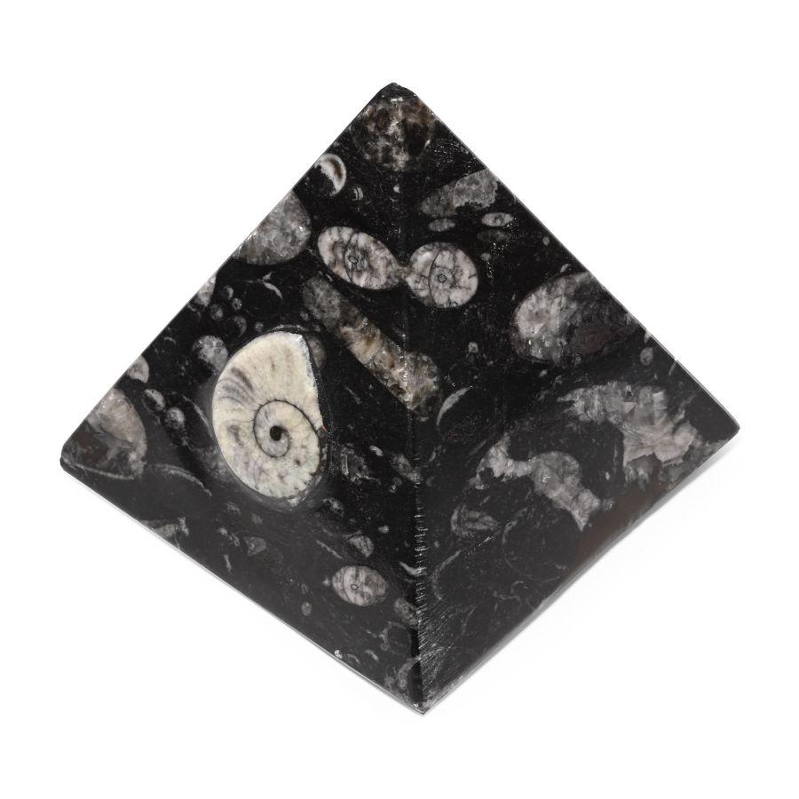 Polished Fossil Goniatite and Orthoceras Pyramid Paper Weight