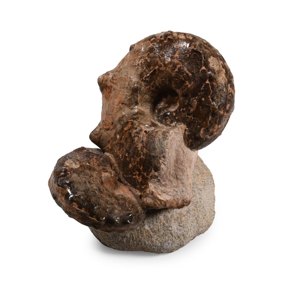 Fossil Double Mamite Ammonite on Base