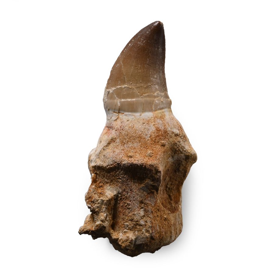 Fossil Mosasaur 'Marine Dinosaur' Tooth with Root