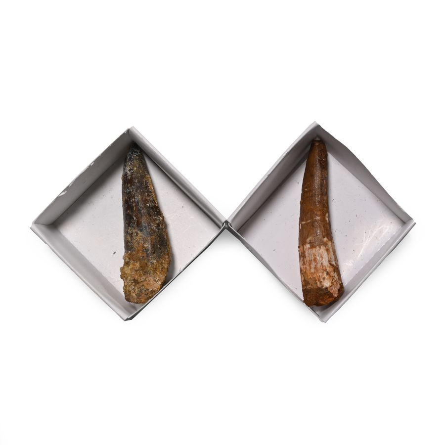 Fossil Spinosaurus Tooth Group