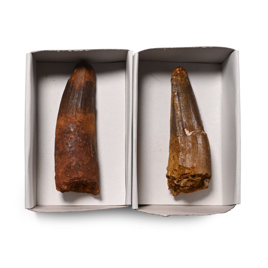 Fossil Spinosaurus Tooth Group