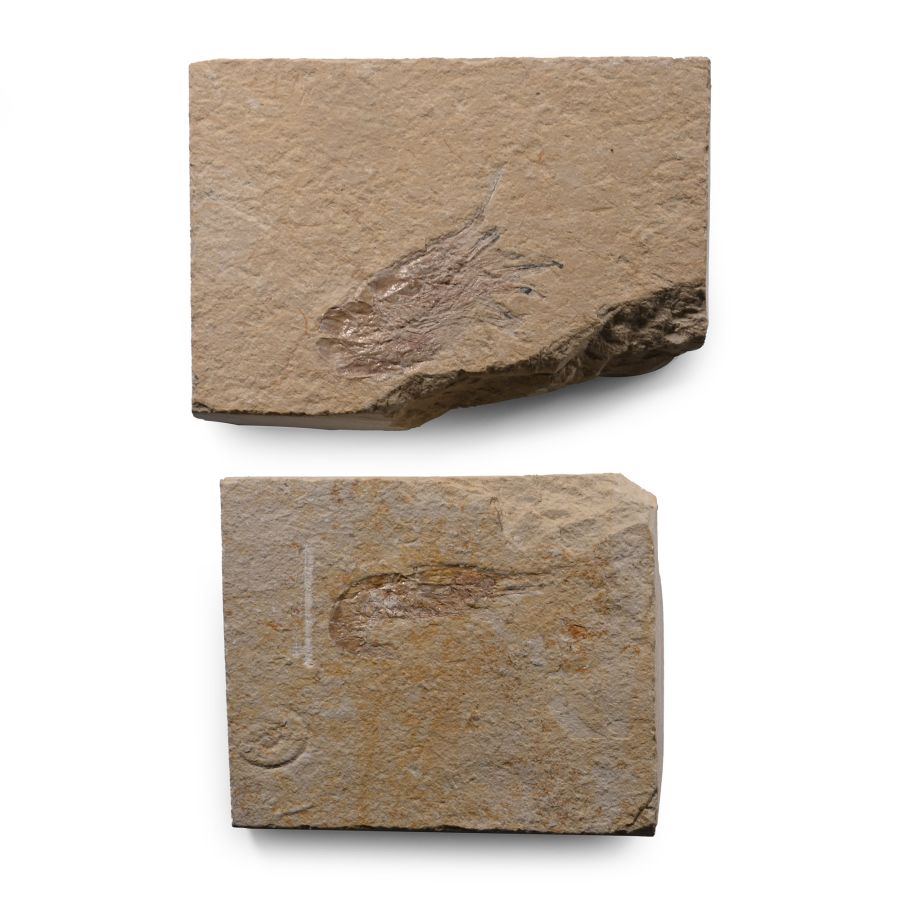 Fossil Shrimp in Matrix Group