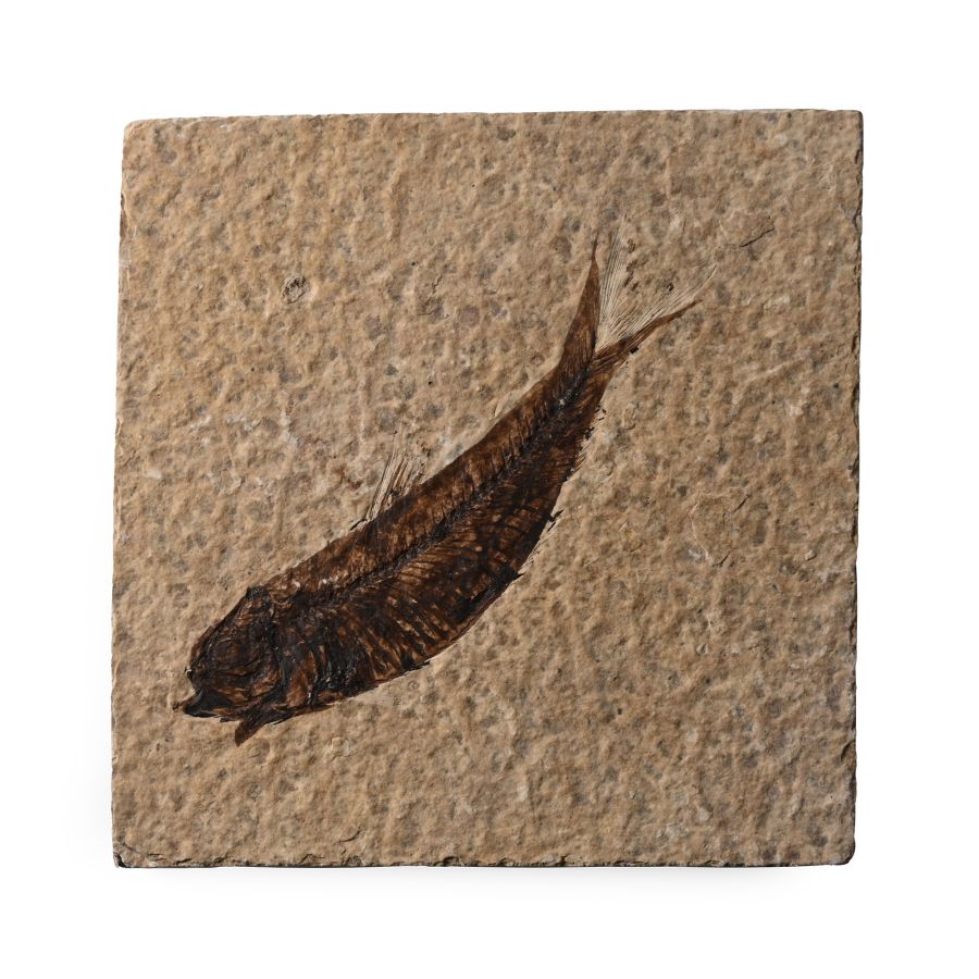 Knightia Fossil Fish in Matrix