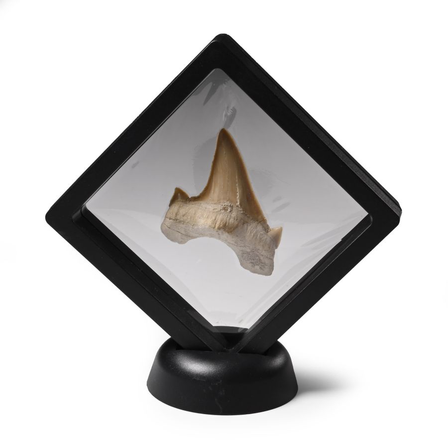 Fossil Otodus Shark's Tooth in Display