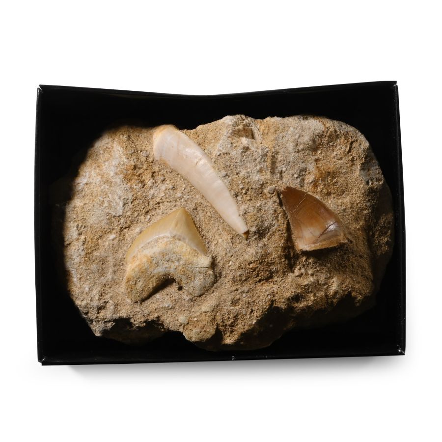 Mosasaur 'Marine Dinosaur' and Shark's Teeth on Matrix