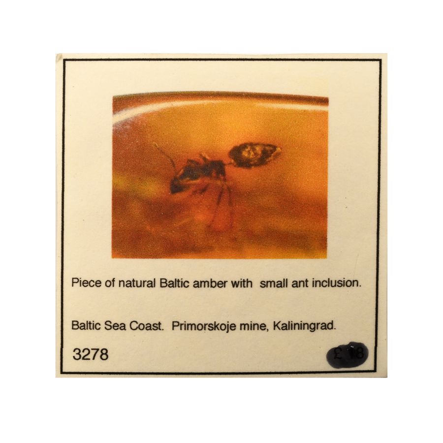 Polished Amber with Ant