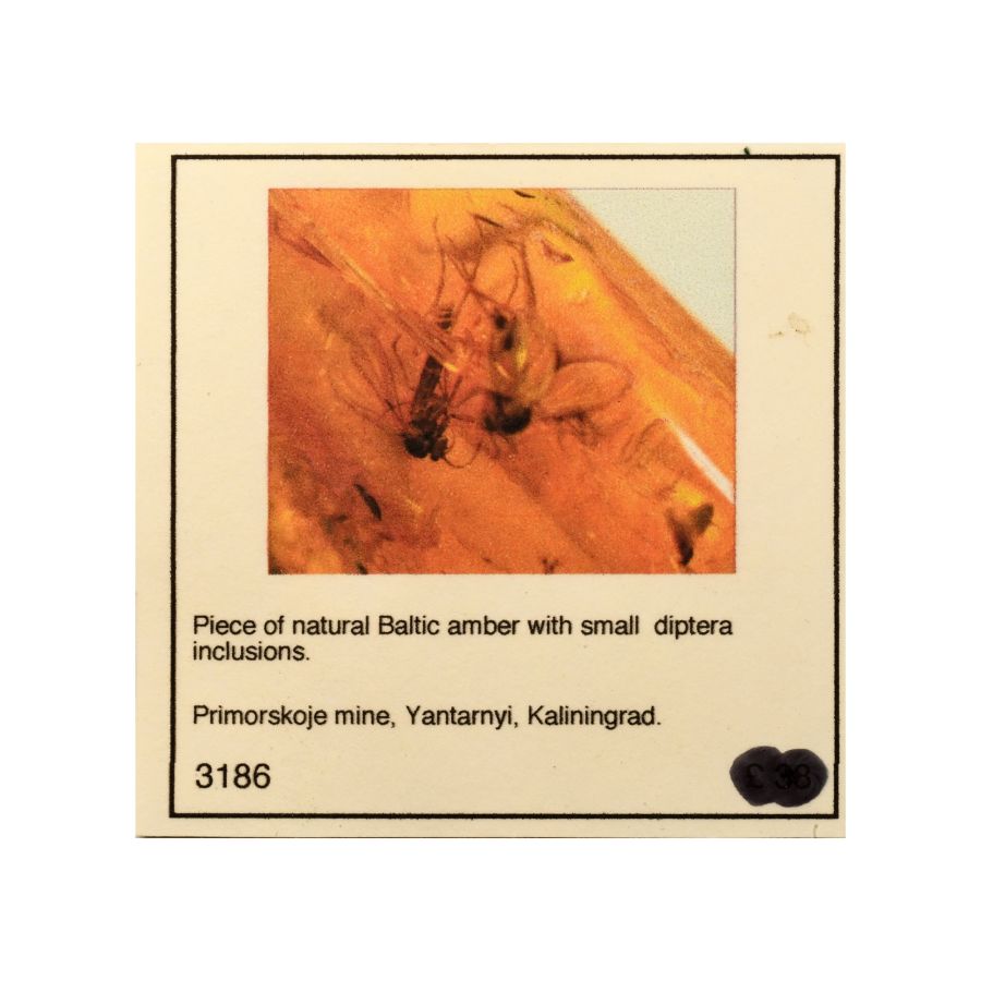Polished Amber with Insects
