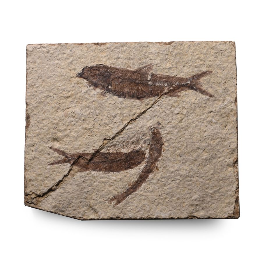 Multiple Knightia Fossil Fish in Matrix
