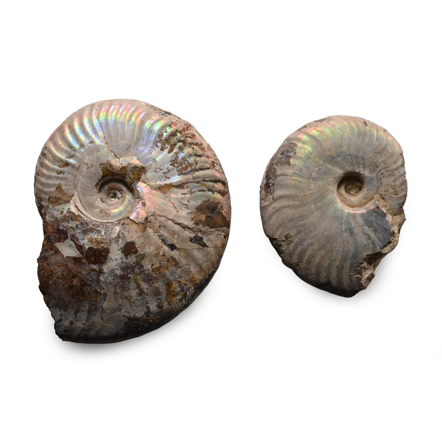 Iridescent Fossil Cleoniceras Ammonite Group